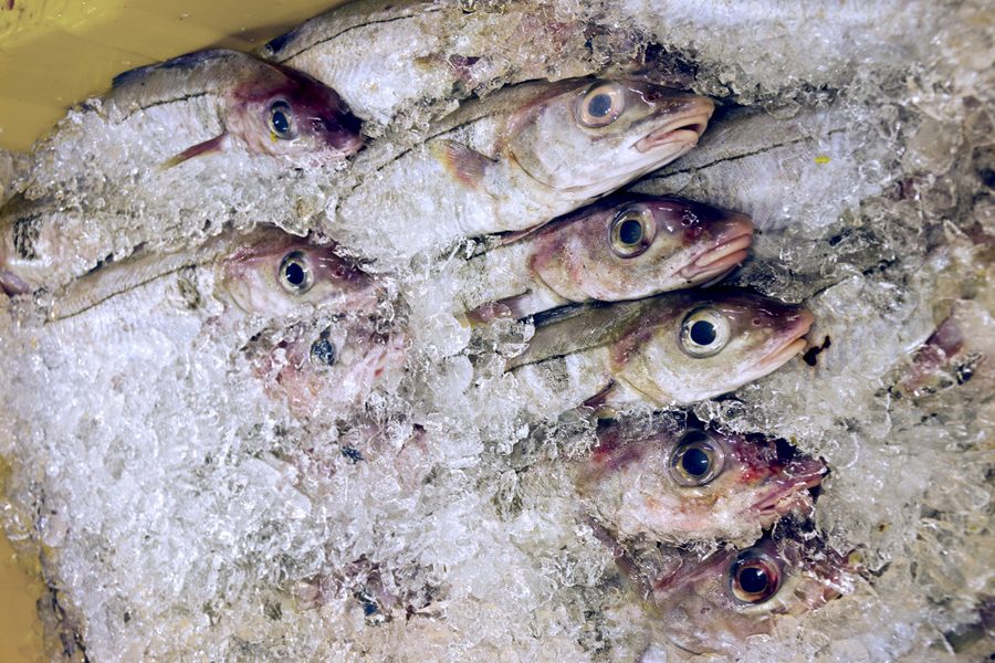 A number of fresh Haddock, on ice, at Brixham Fish Market.