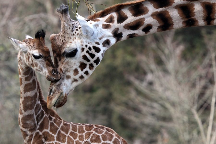 mother and baby giraffe at Paignton Zoo